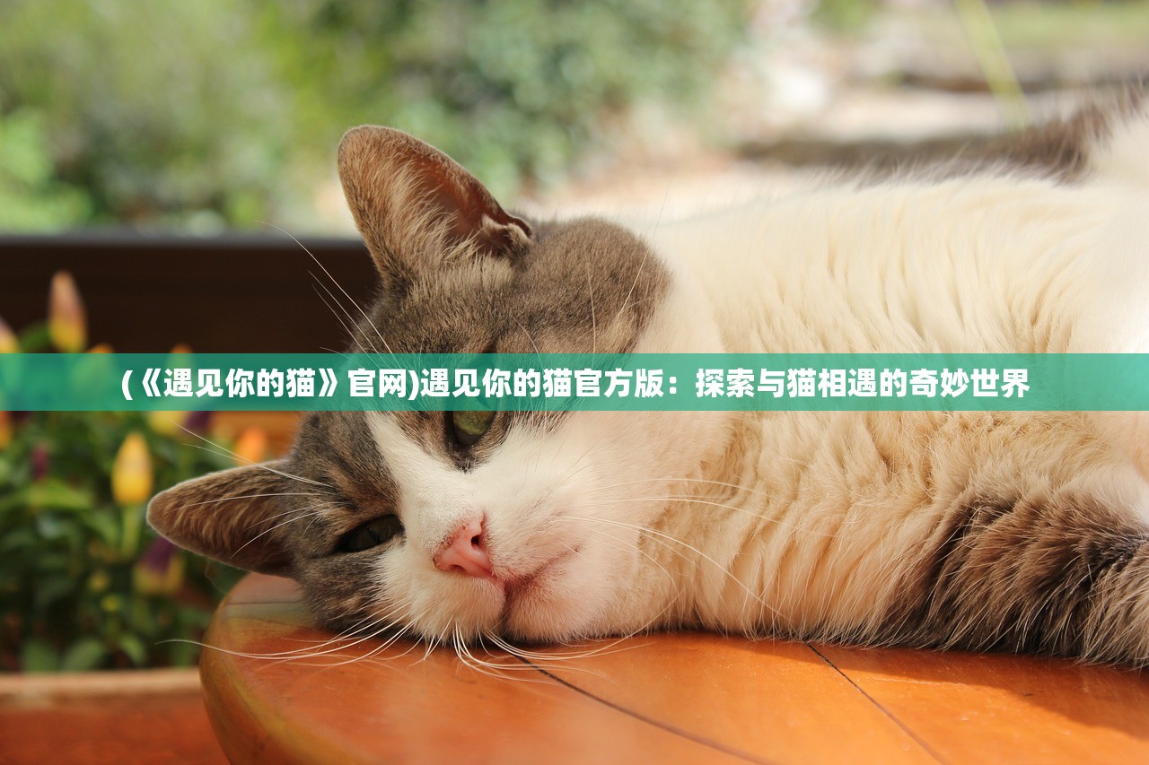 (《遇见你的猫》官网)遇见你的猫官方版：探索与猫相遇的奇妙世界