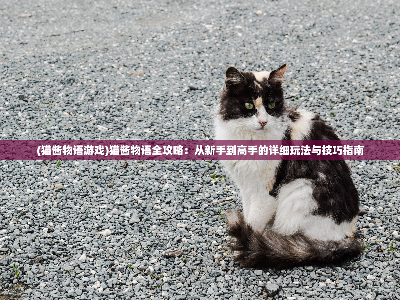 (猫酱物语游戏)猫酱物语全攻略：从新手到高手的详细玩法与技巧指南