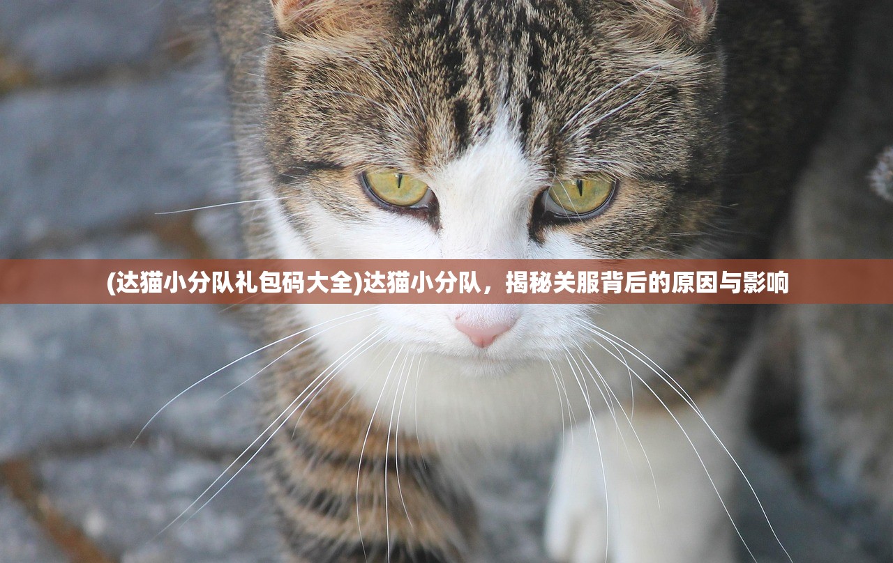 (达猫小分队礼包码大全)达猫小分队，揭秘关服背后的原因与影响