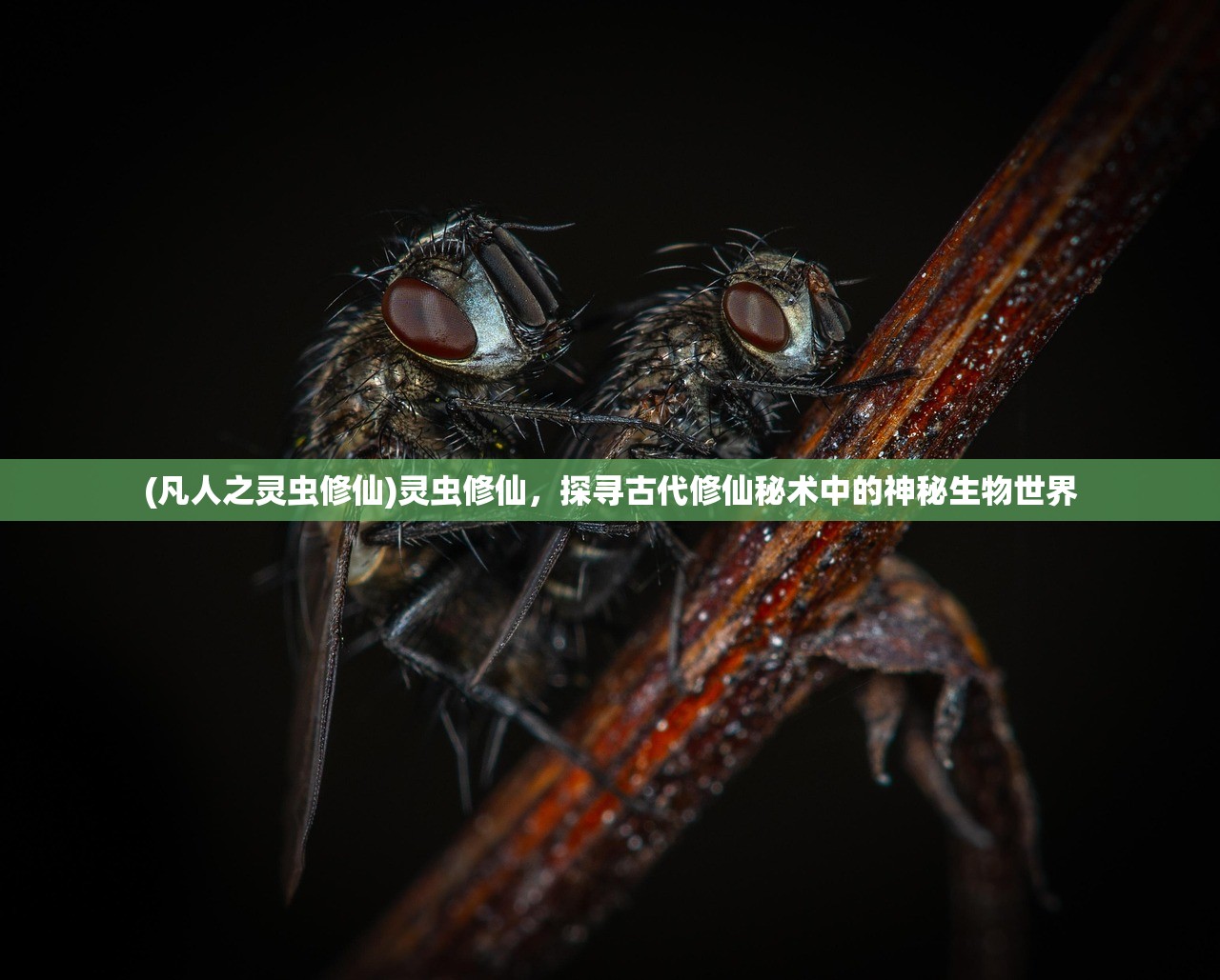 (凡人之灵虫修仙)灵虫修仙，探寻古代修仙秘术中的神秘生物世界