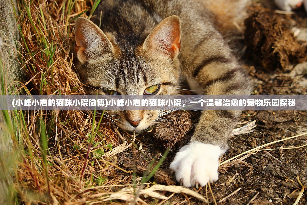 (小峰小志的猫咪小院微博)小峰小志的猫咪小院，一个温馨治愈的宠物乐园探秘