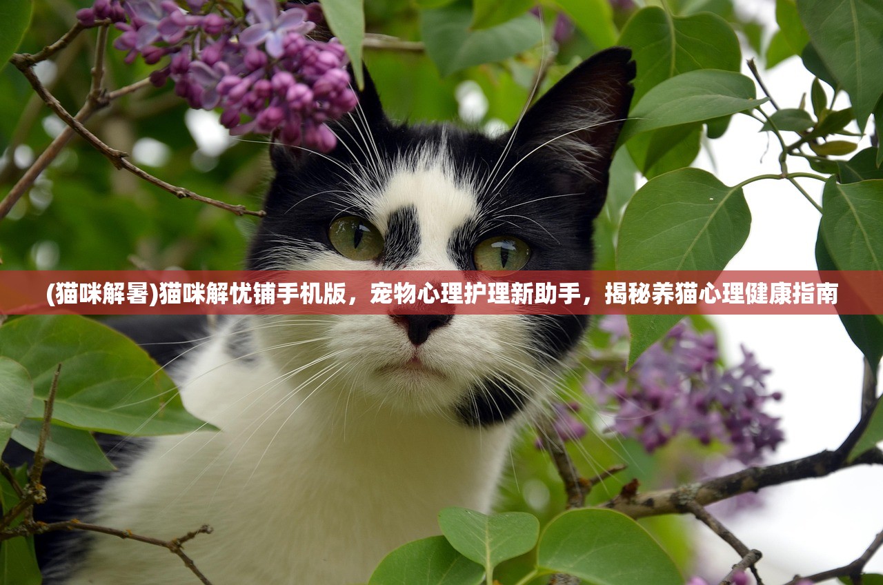 (carx街头赛车直装版)CarX街头赛车，探索街头赛车文化的魅力与挑战