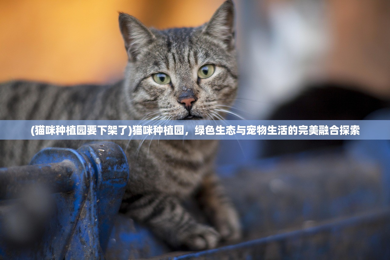 (猫咪种植园要下架了)猫咪种植园，绿色生态与宠物生活的完美融合探索