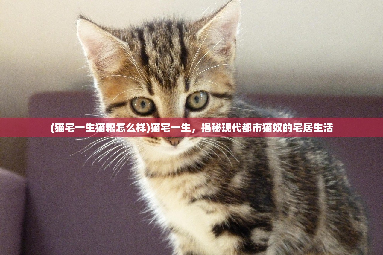 (猫宅一生猫粮怎么样)猫宅一生，揭秘现代都市猫奴的宅居生活