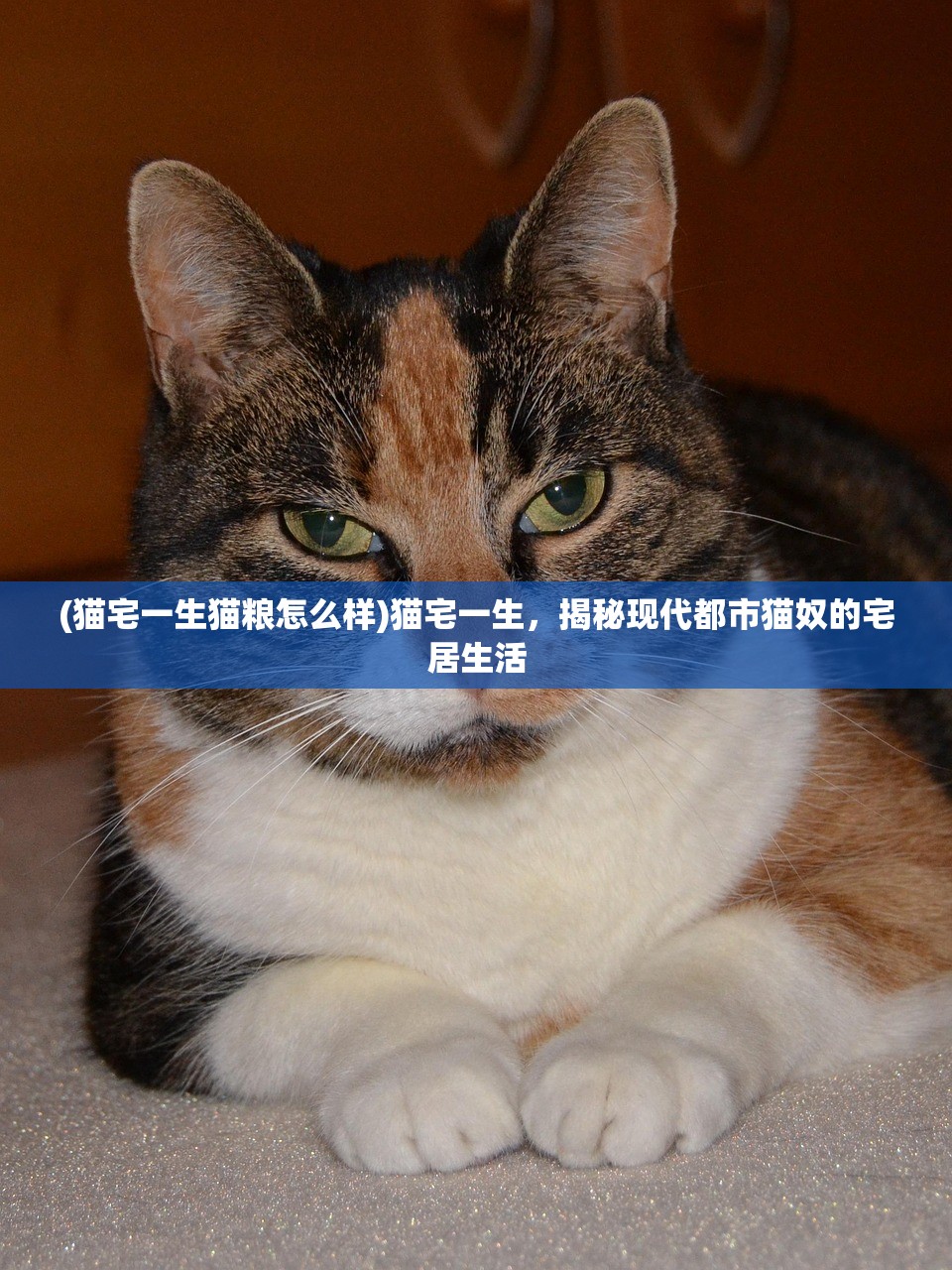 (猫宅一生猫粮怎么样)猫宅一生，揭秘现代都市猫奴的宅居生活