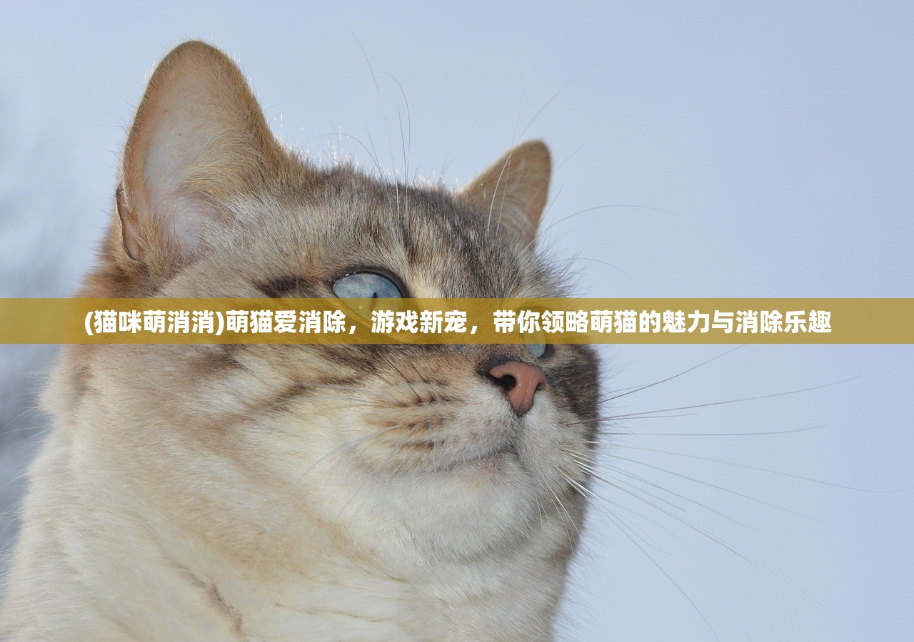 (猫咪萌消消)萌猫爱消除，游戏新宠，带你领略萌猫的魅力与消除乐趣